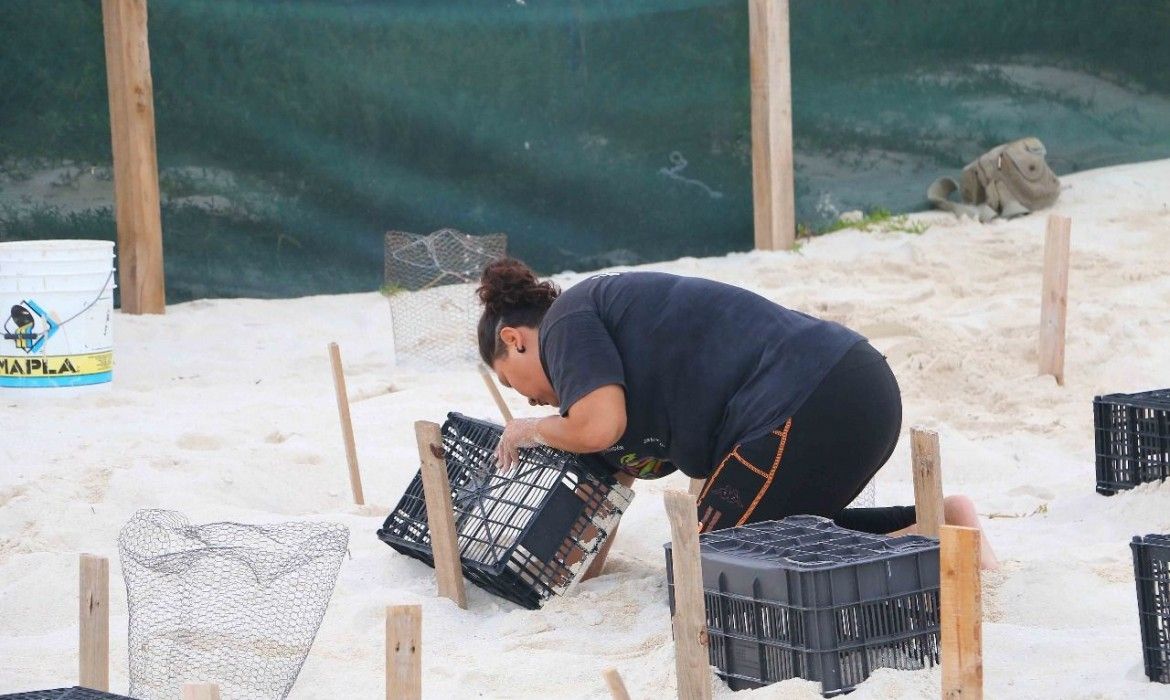 Mueren tortugas en predio de Playa Delfines; PVEM dice que controlará que no se violen las leyes