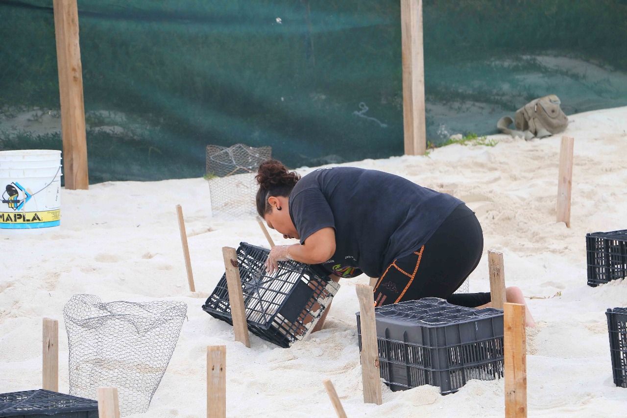 Mueren tortugas en predio de Playa Delfines; PVEM dice que controlará que no se violen las leyes