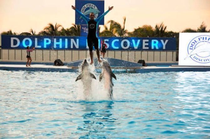 Niega Dolphin Discovery operaciones en paraísos fiscales