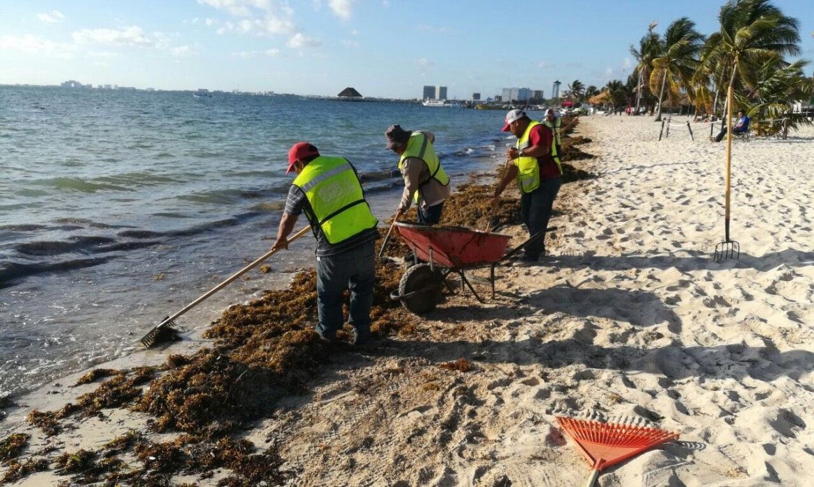 Y como si fuera poco…el sargazo | Recalan en Cancún 180 toneladas en una semana