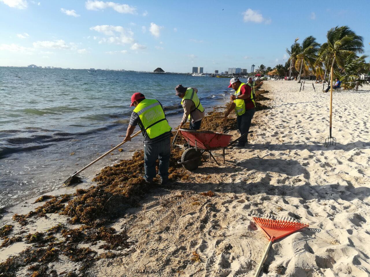 Y como si fuera poco…el sargazo | Recalan en Cancún 180 toneladas en una semana