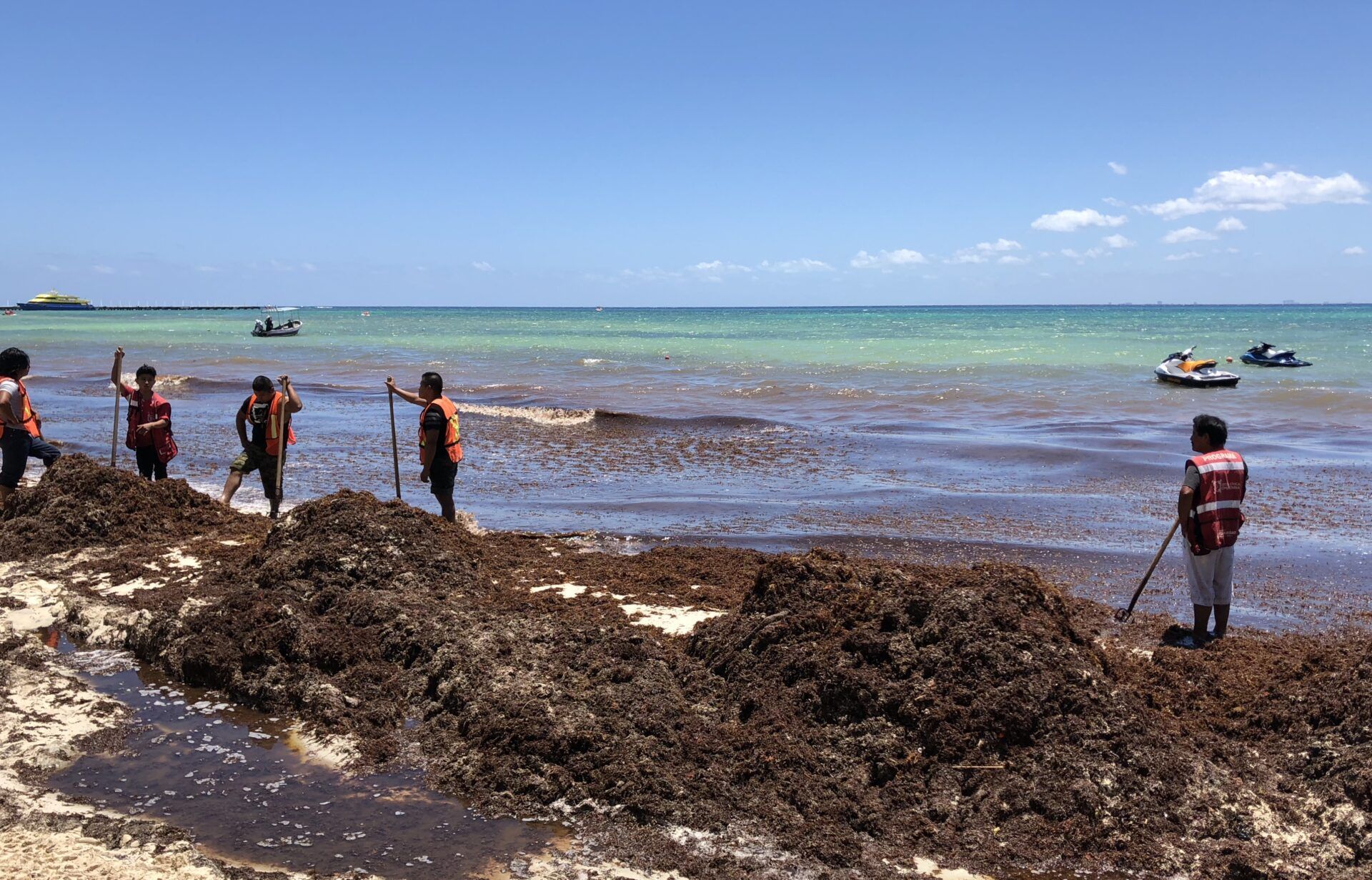 Vuelve el sargazo a la playa