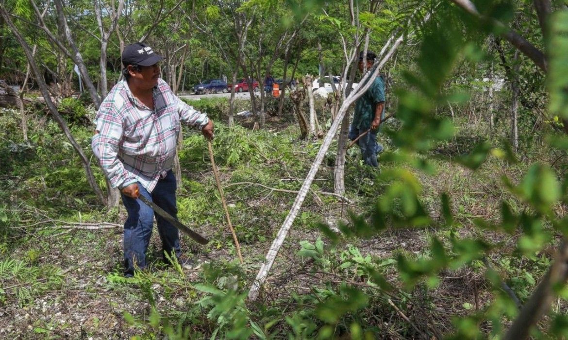 Se limpian más de 135 mil metros cuadrados de baldíos en Playa para erradicar focos de riesgo