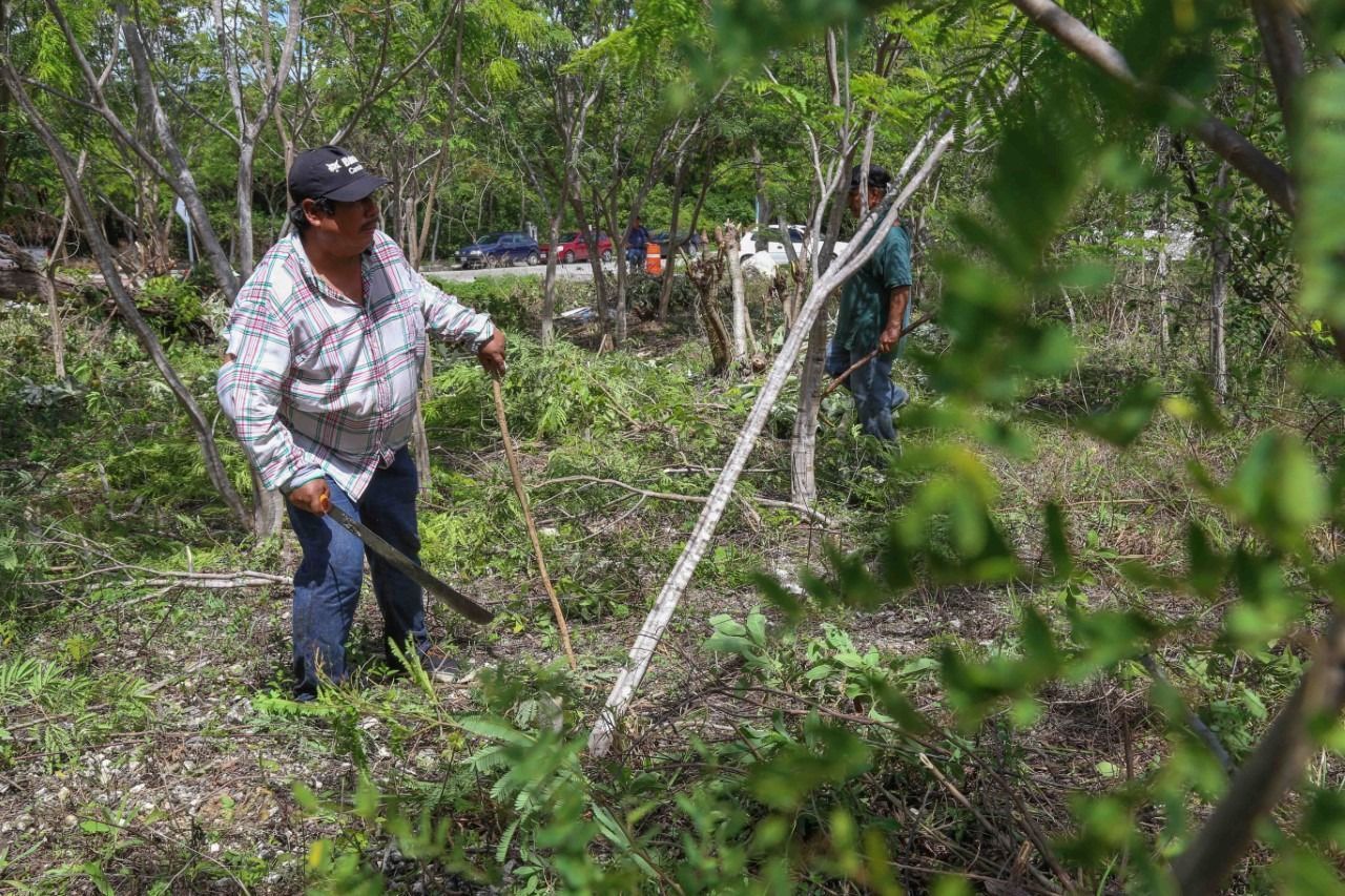 Se limpian más de 135 mil metros cuadrados de baldíos en Playa para erradicar focos de riesgo