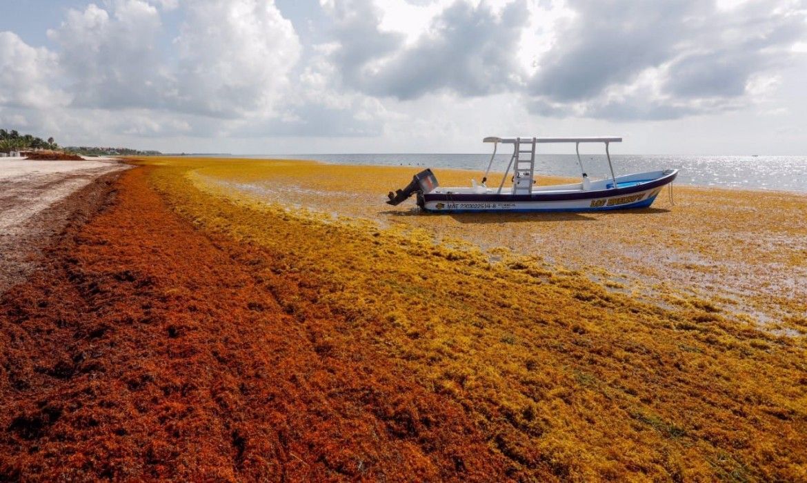 Inicia Gobierno proyecto anti sargazo; se colocarán barreras