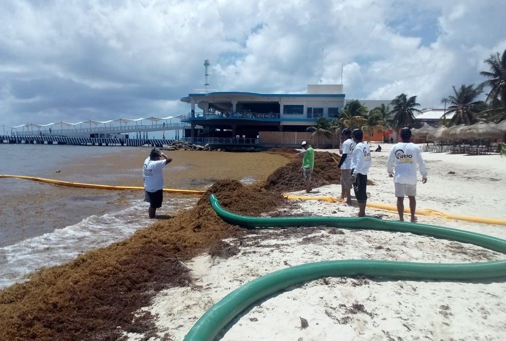 Sargazo supera las barreras, y llega a la playa