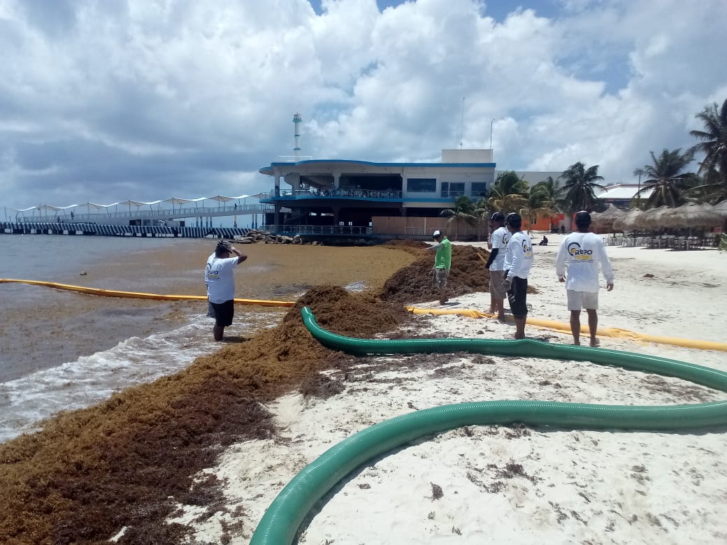 Sargazo supera las barreras, y llega a la playa