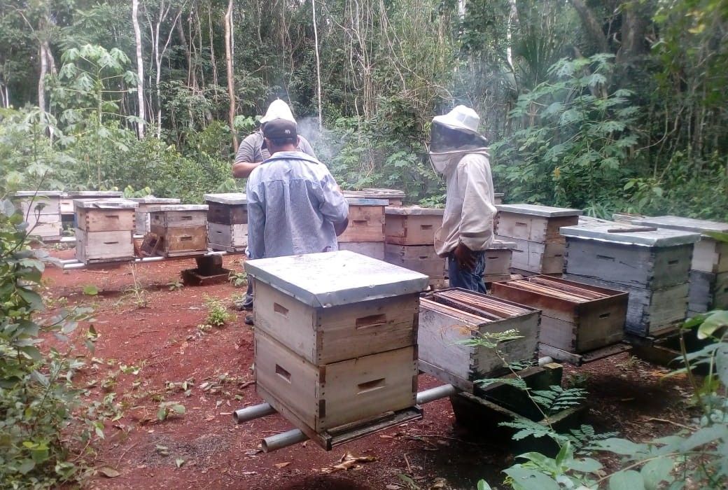 Se compromete empresario que provocó muerte masiva de abejas en ejido maya a cerrar su plantío de chile