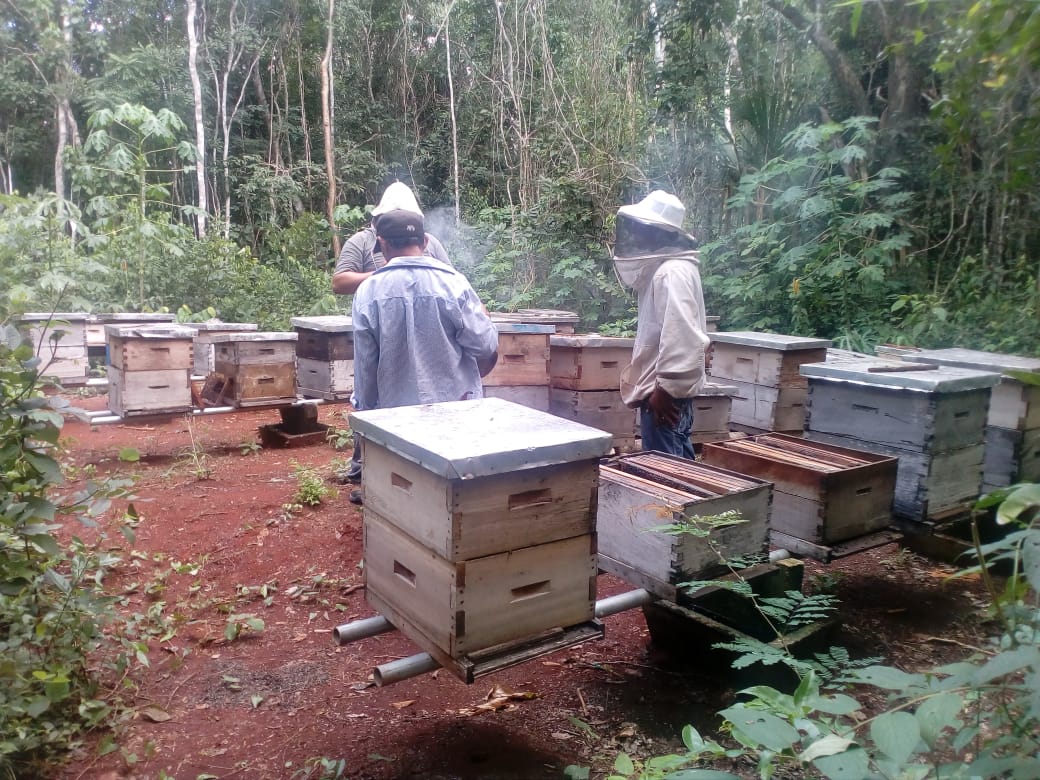 Se compromete empresario que provocó muerte masiva de abejas en ejido maya a cerrar su plantío de chile