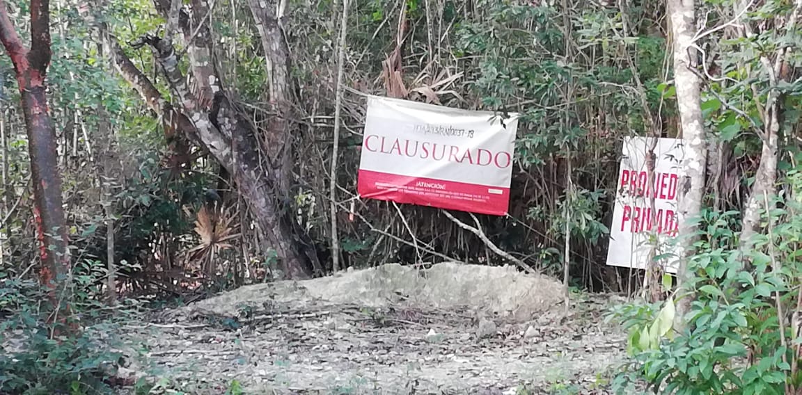 Acusan a Greg de tala ilegal en humedal de Cozumel
