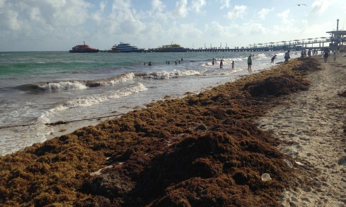 Declaran hoteleros “emergencia” por sargazo en Playa