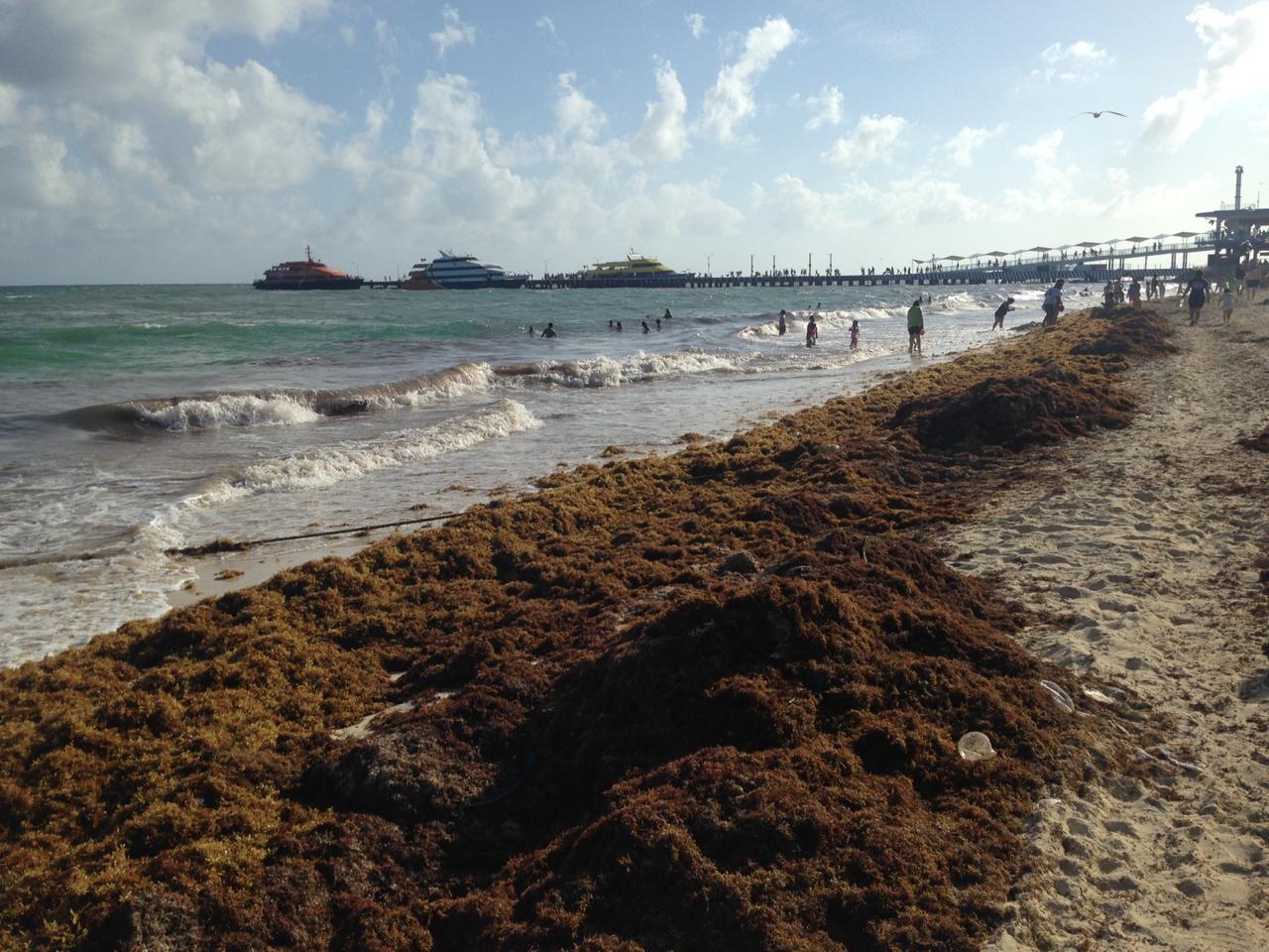Declaran hoteleros “emergencia” por sargazo en Playa