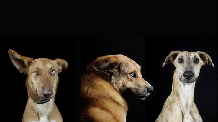 Alistan Semana Nacional de Vacunación Antirrábica Canina y Felina 2019