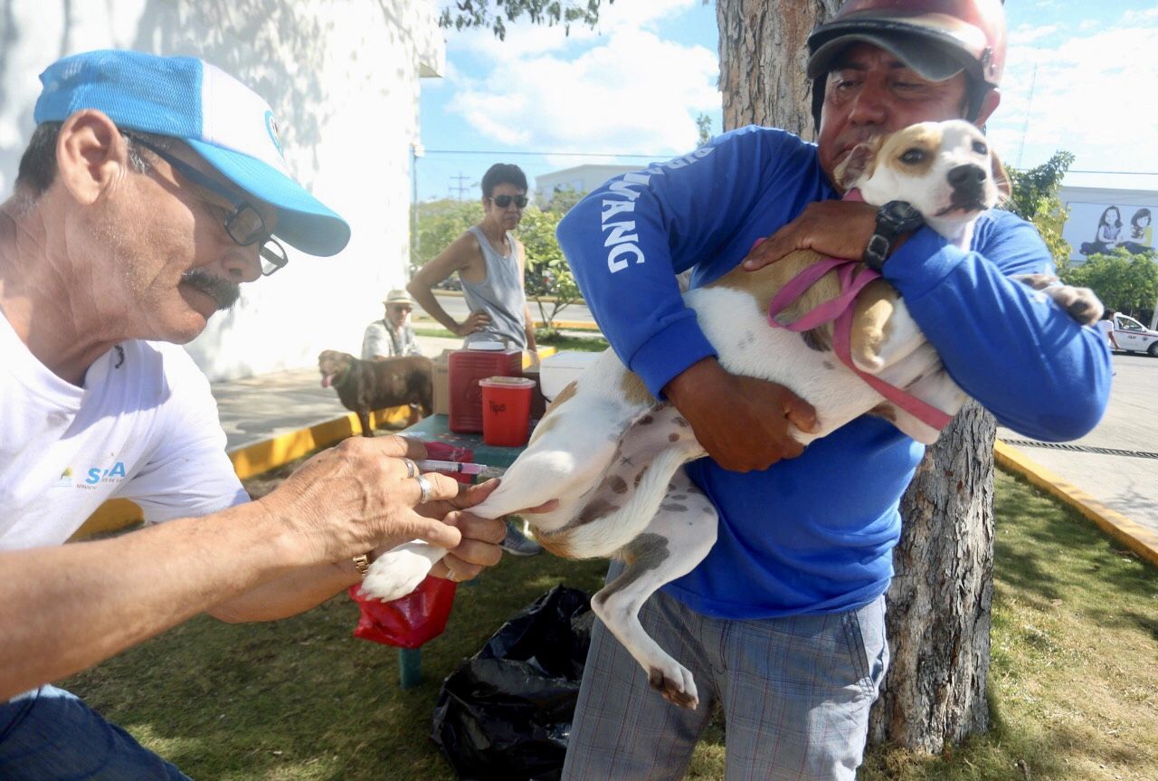 Se aplicaron 2200 dosis en los primeros días de la Semana Nacional de Vacunación Antirrábica Canina y Felina 2019