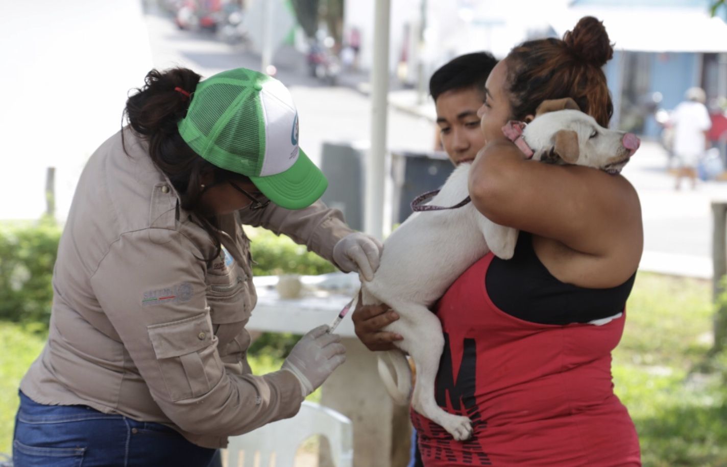 Nuevas fechas para vacunar perros y gatos en Isla Mujeres