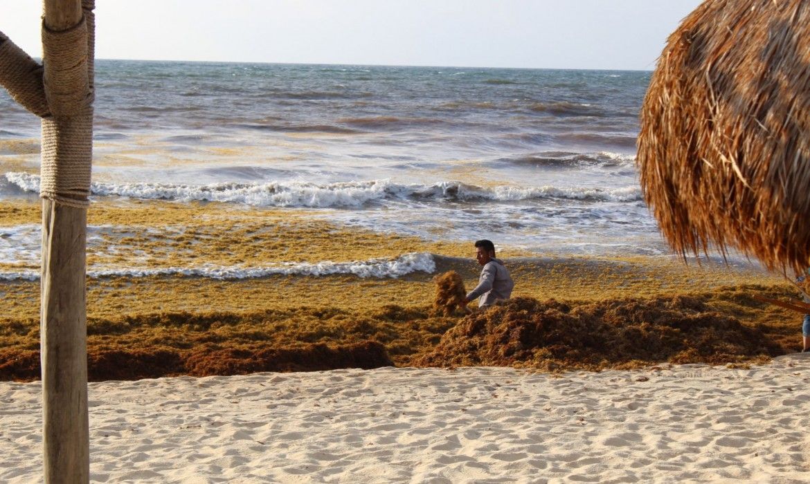 SEMAR iniciará combate al sargazo en Mahahual