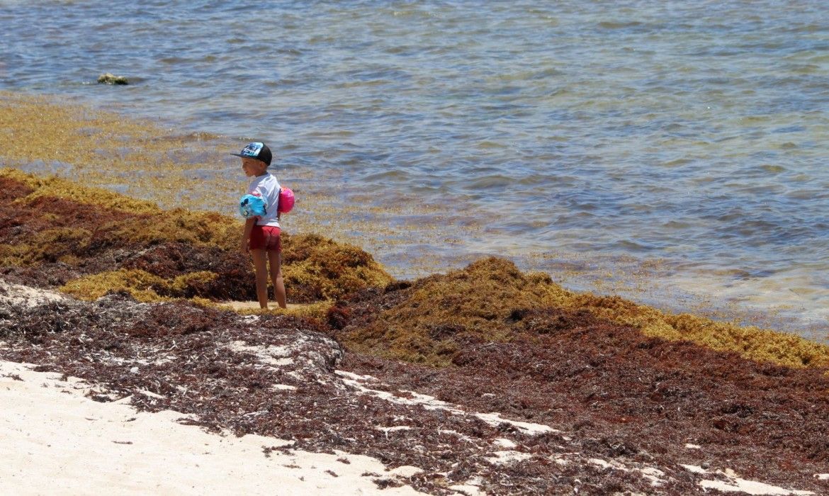 Presentan tema musical “Caribe sólo hay uno” para concientizar sobre sargazo y daño ambiental