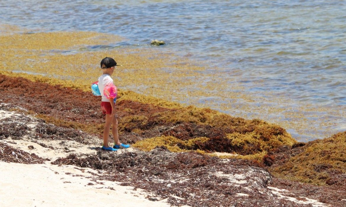 BUENA NOTICIA | Reportan disminución de 50% de sargazo en el Caribe