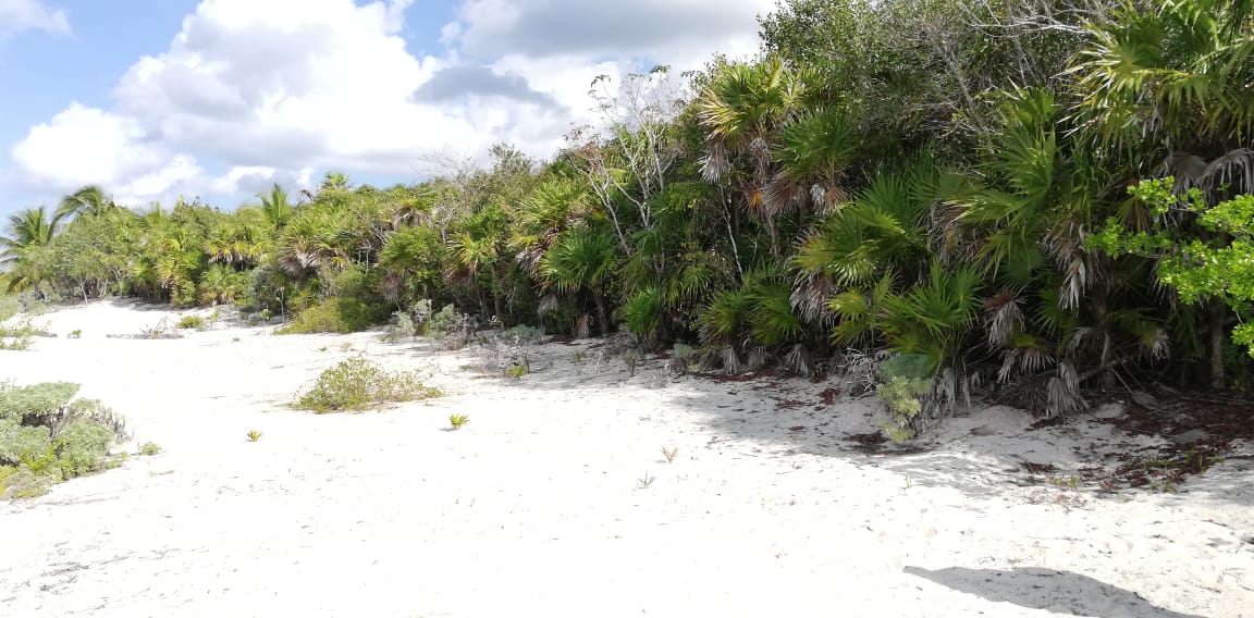 Insiste Greg Sánchez; quiere construir parque en Cozumel