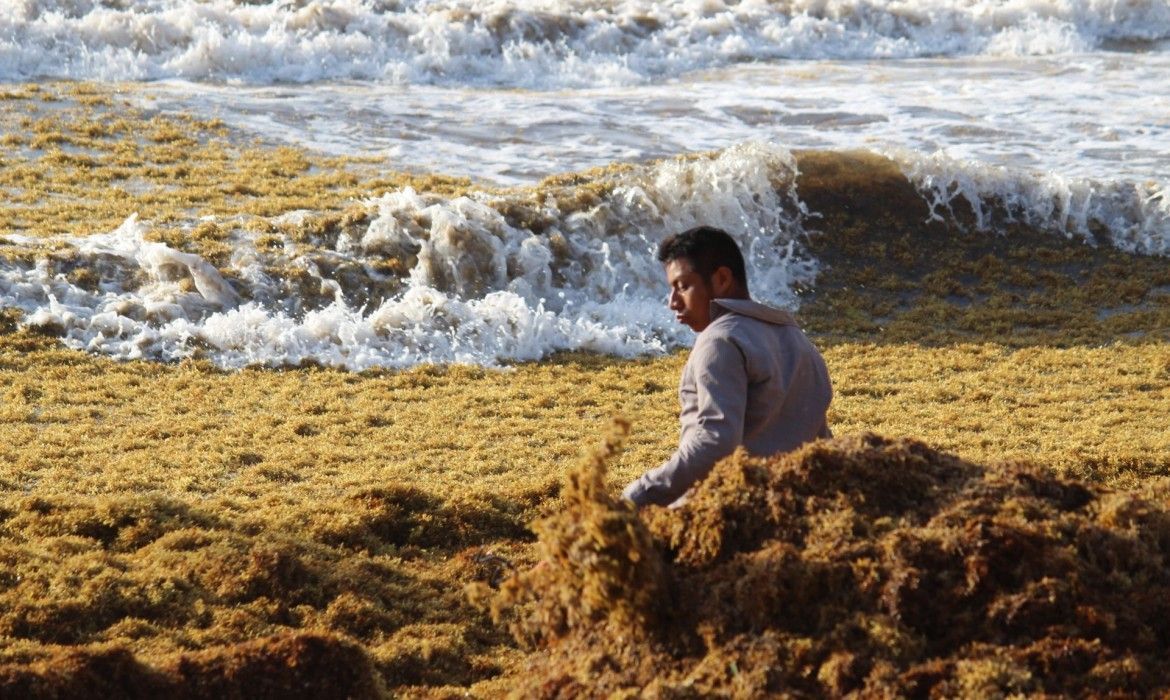 Emiten Declaratoria de Emergencia por sargazo, «ante un inminente desastre natural»
