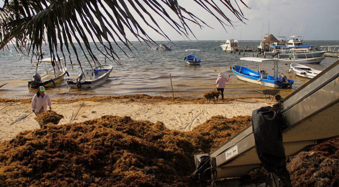 MARINA se encargaría de evitar llegada de sargazo a las costas