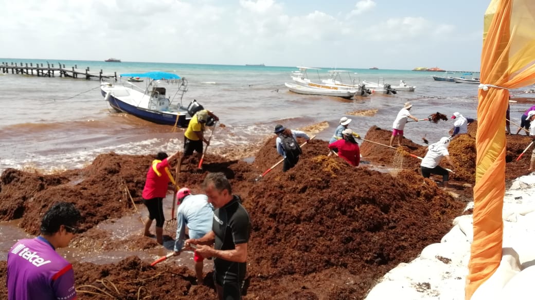 Limpian sargazo en toda la costa de Quintana Roo  