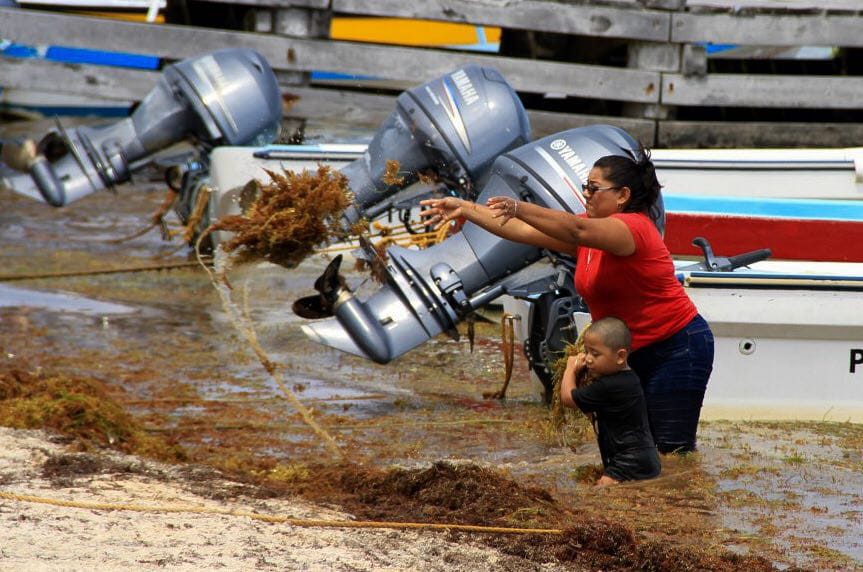 La Marina elaborará el programa vs sargazo: AMLO