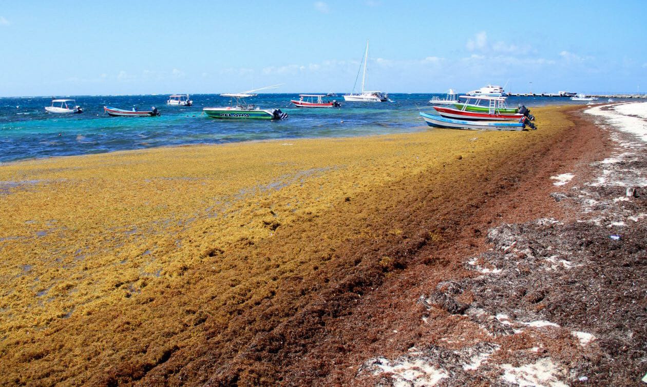 Puerto Morelos le da un marco legal al sargazo | Cabildo aprueba Reglamento para Manejo Integral de Biorresiduos