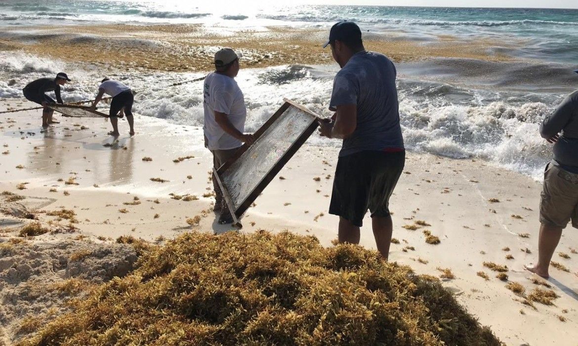 Limpian playas de sargazo en Mahahual y Cancún