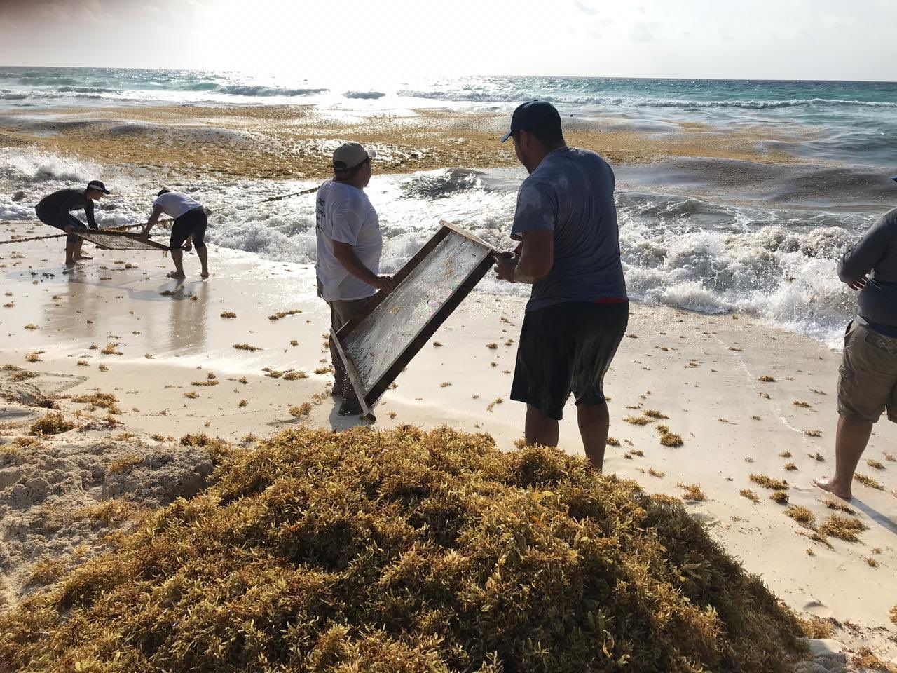 Limpian playas de sargazo en Mahahual y Cancún