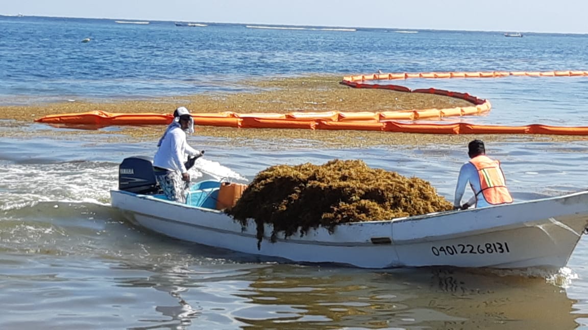 En Mahahual y Xcalak, inició el Protocolo Emergente para la Atención del Sargazo
