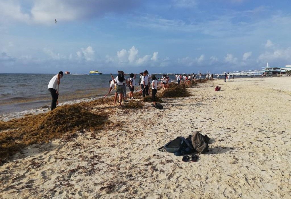 Continúa batalla contra el sargazo por mar, cielo y tierra en Quintana Roo
