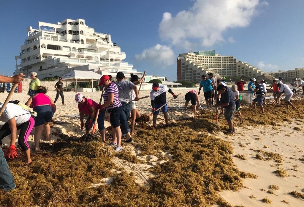 Participan más de 1100 voluntarios para limpieza de sargazo en playas este fin de semana