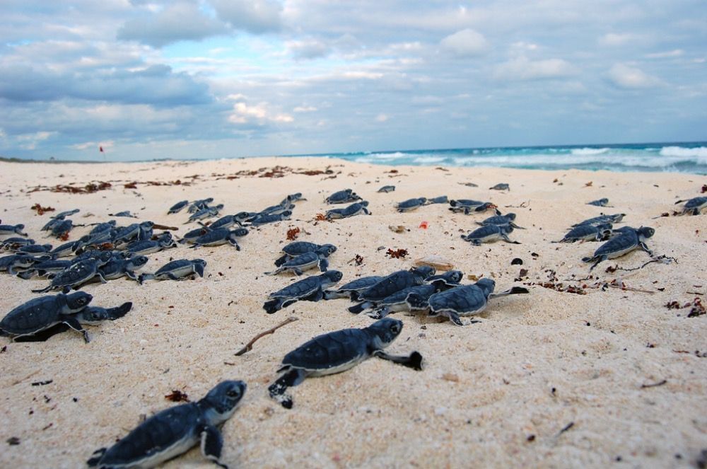 COZUMEL | Va en aumento registro de nidos de tortuga blanca y verde