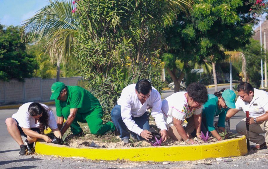 ISLA MUJERES | Conmemoran “Día del Árbol” sembrando 130 plantas en camellón