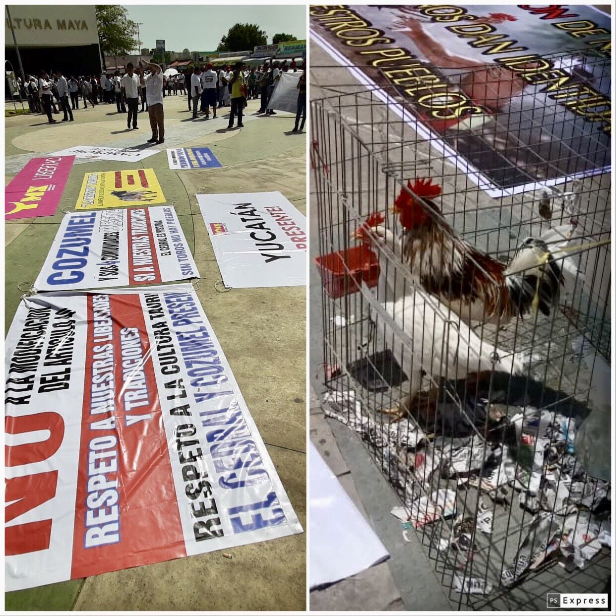Protestas contra prohibición de peleas de gallos y corridas de toros