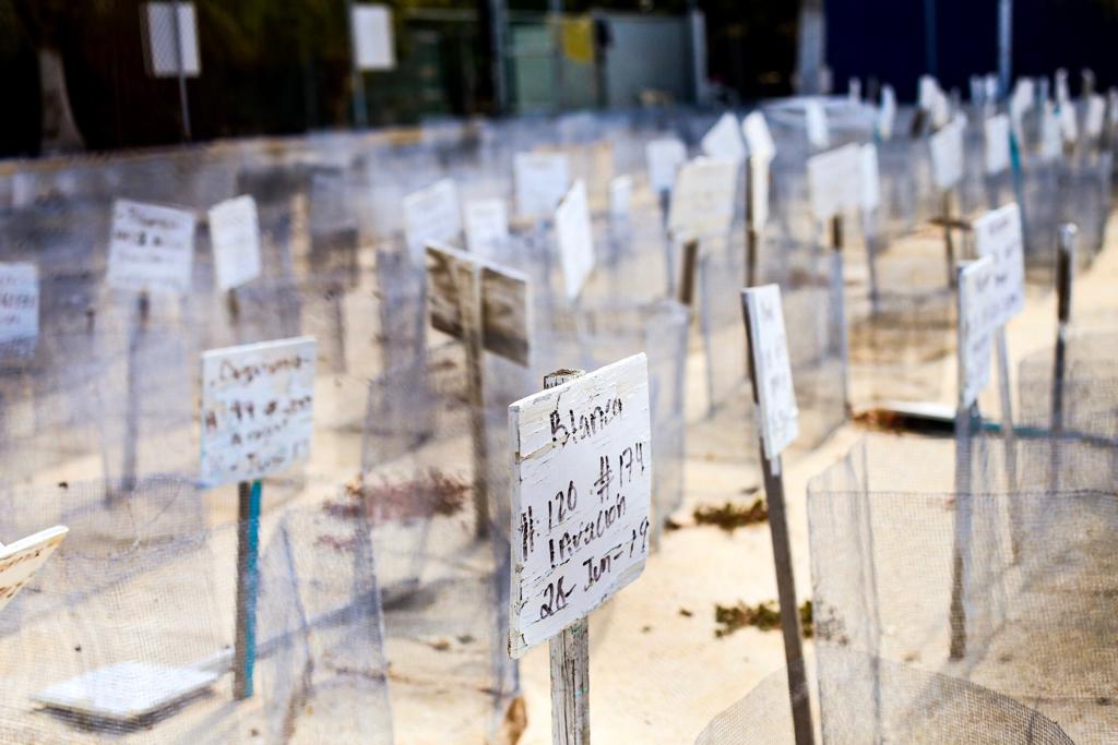 ISLA MUJERES | Rompe récord tortugranja por números de nidos