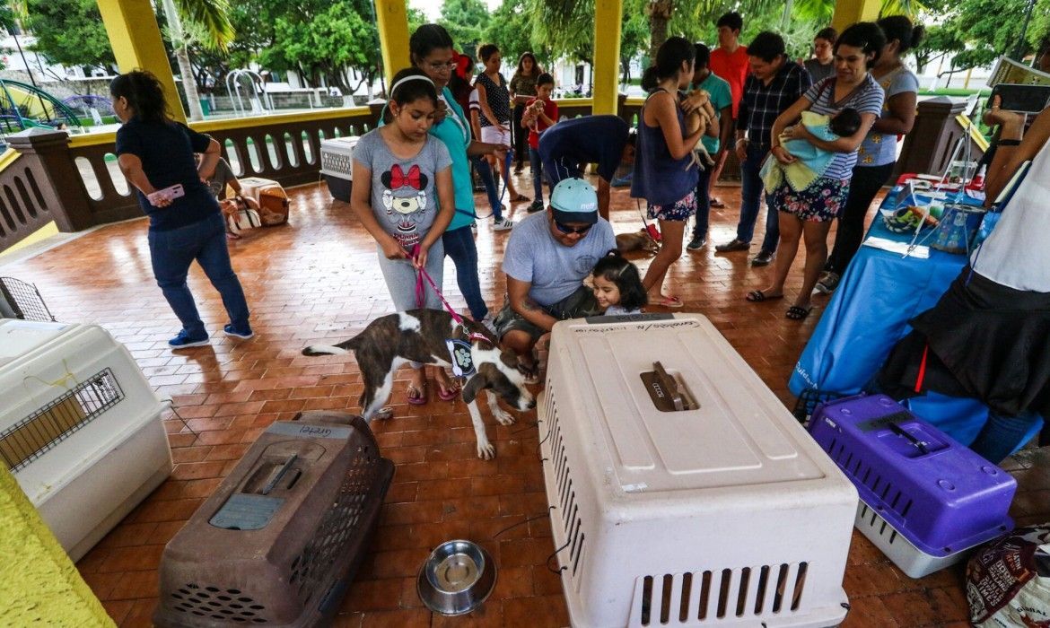 Ayuntamiento de Cozumel promueve la adopción de mascotas con la décima “Jornada de Adopción Canina”  