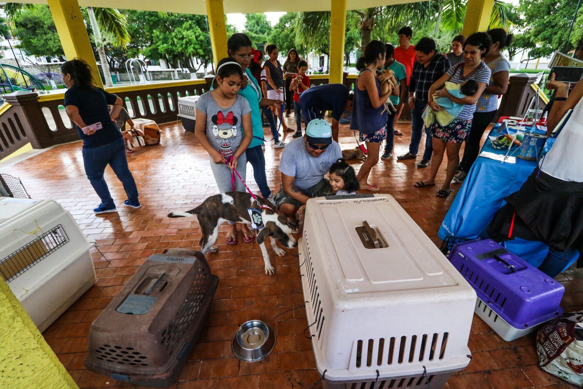 Ayuntamiento de Cozumel promueve la adopción de mascotas con la décima “Jornada de Adopción Canina”  