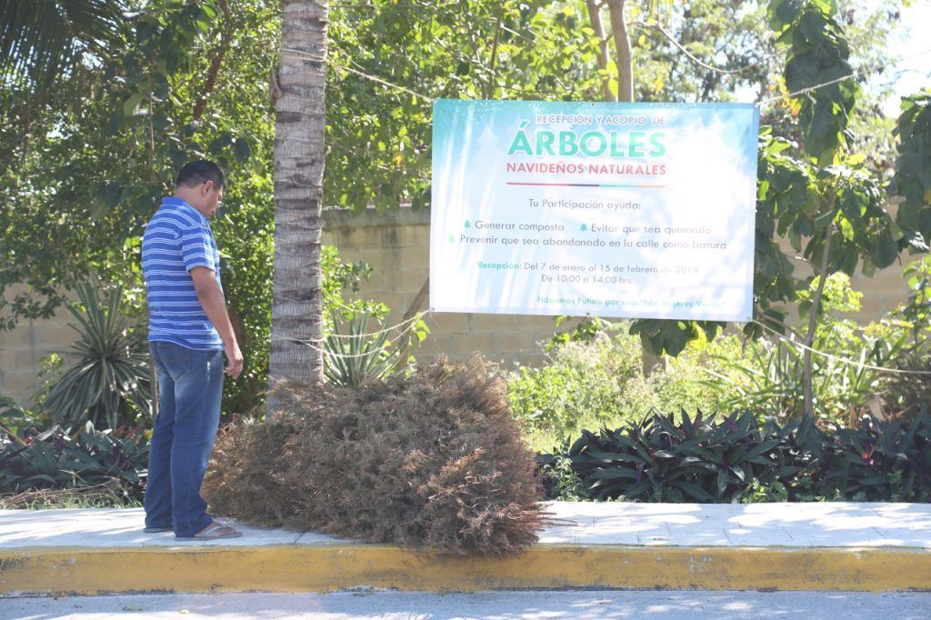 Alista Gobierno de Isla Mujeres programa de “Recepción y Acopio de árboles navideños naturales”