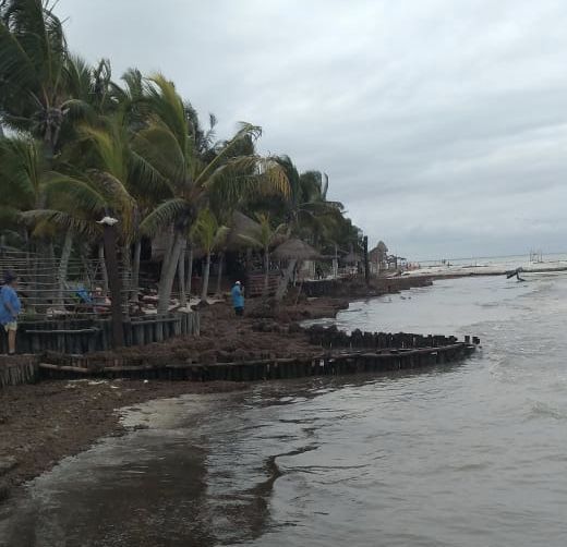 Declaran desiertas licitaciones para combate al sargazo en Solidaridad