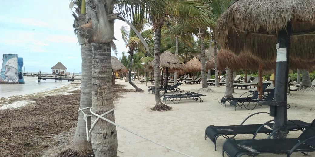 Vuelve el sargazo; ahora a Holbox