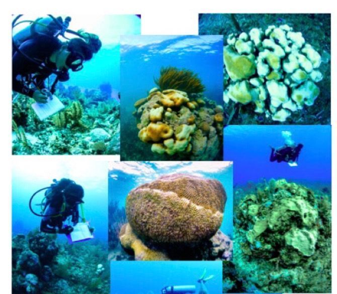 Mitad de corales en Akumal tendrían síndrome blanco