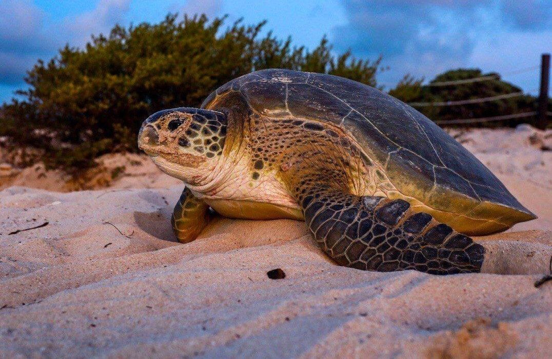 Arriban primeras tortugas marinas a Puerto Morelos; Ecología municipal cuida las zonas de anidación