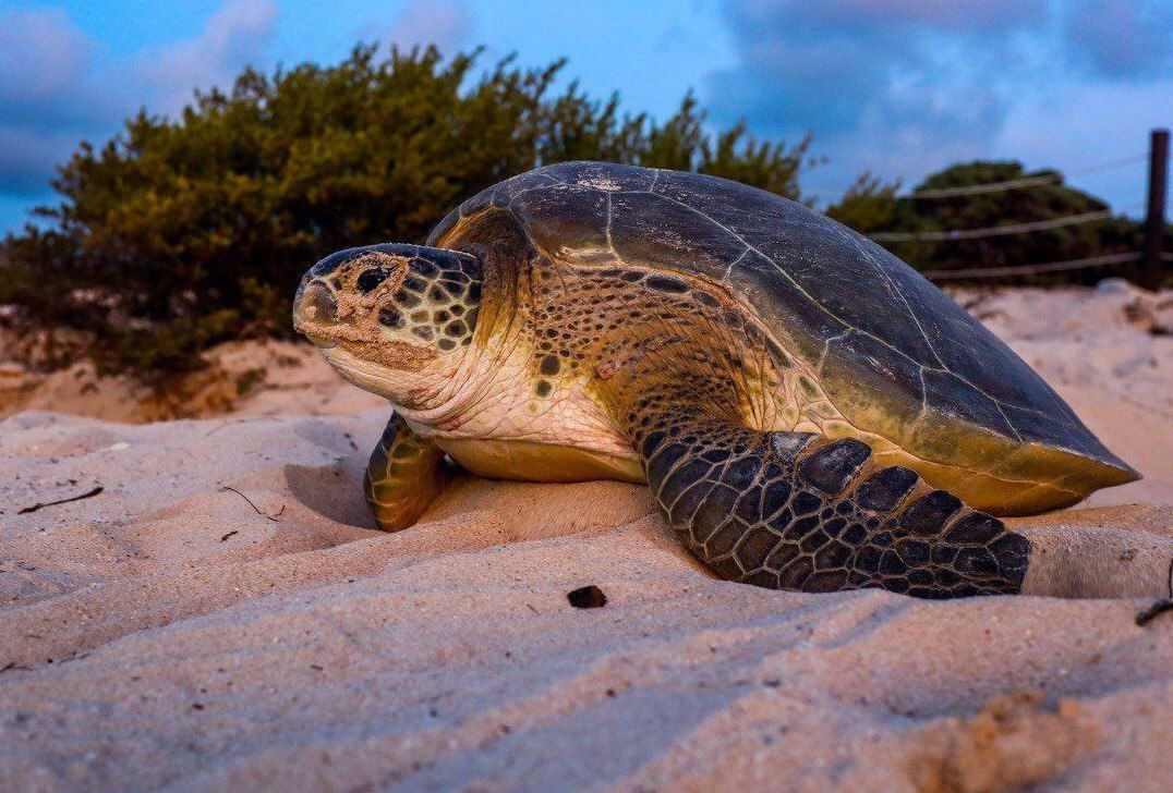 Arriban primeras tortugas marinas a Puerto Morelos; Ecología municipal cuida las zonas de anidación