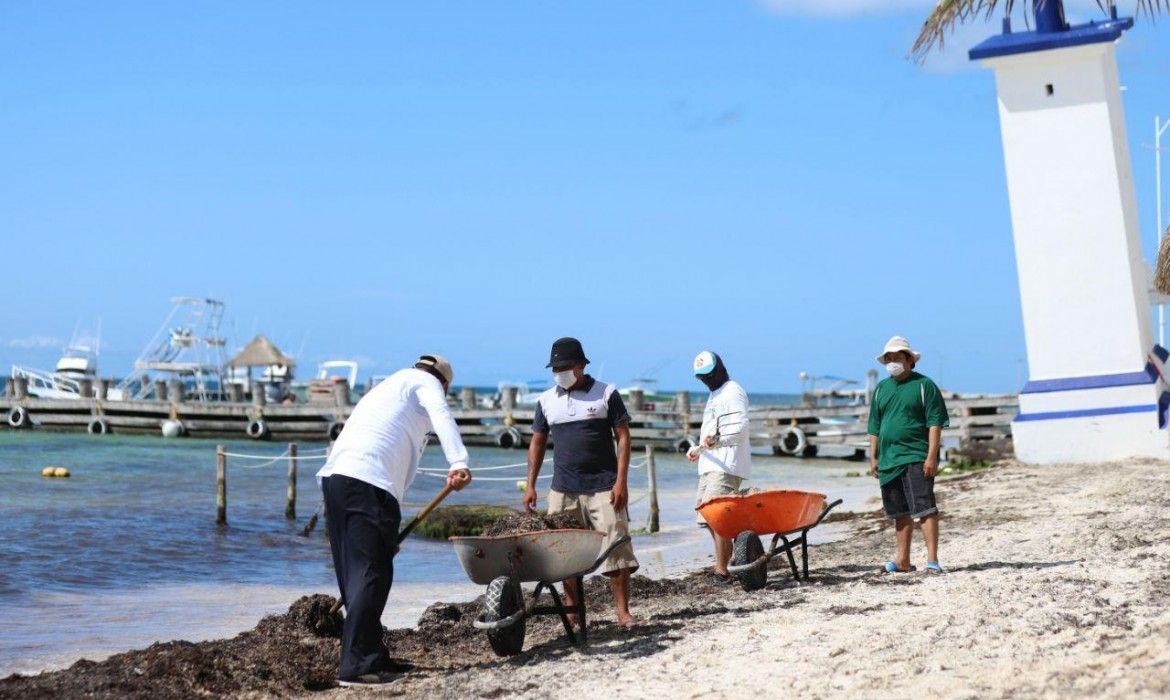 Incrementan brigadas para atender arribo de sargazo en Puerto Morelos
