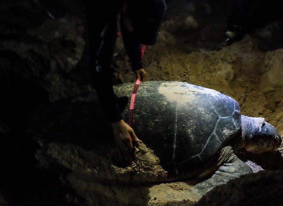 Refuerza Gobierno de Puerto Morelos acciones en el mes de la tortuga marina