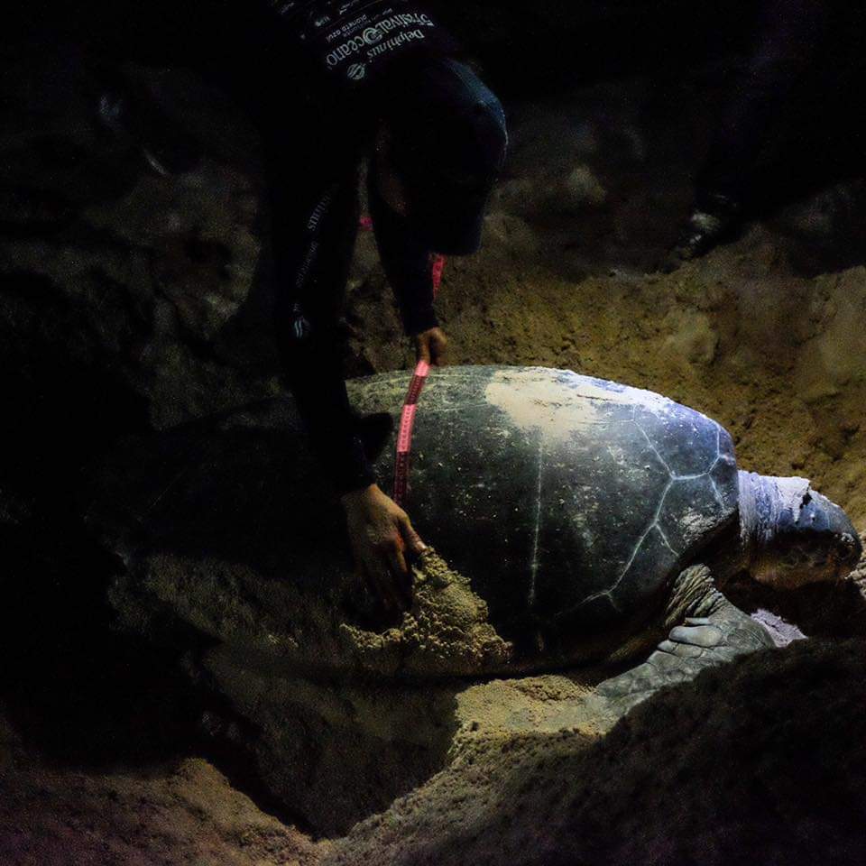 Refuerza Gobierno de Puerto Morelos acciones en el mes de la tortuga marina