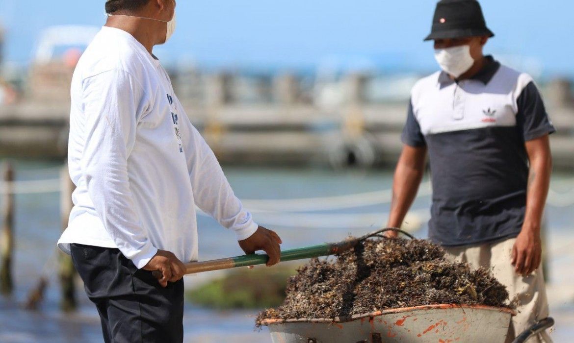 Expertos proponen elaborar Norma Oficial emergente para el tratamiento del sargazo