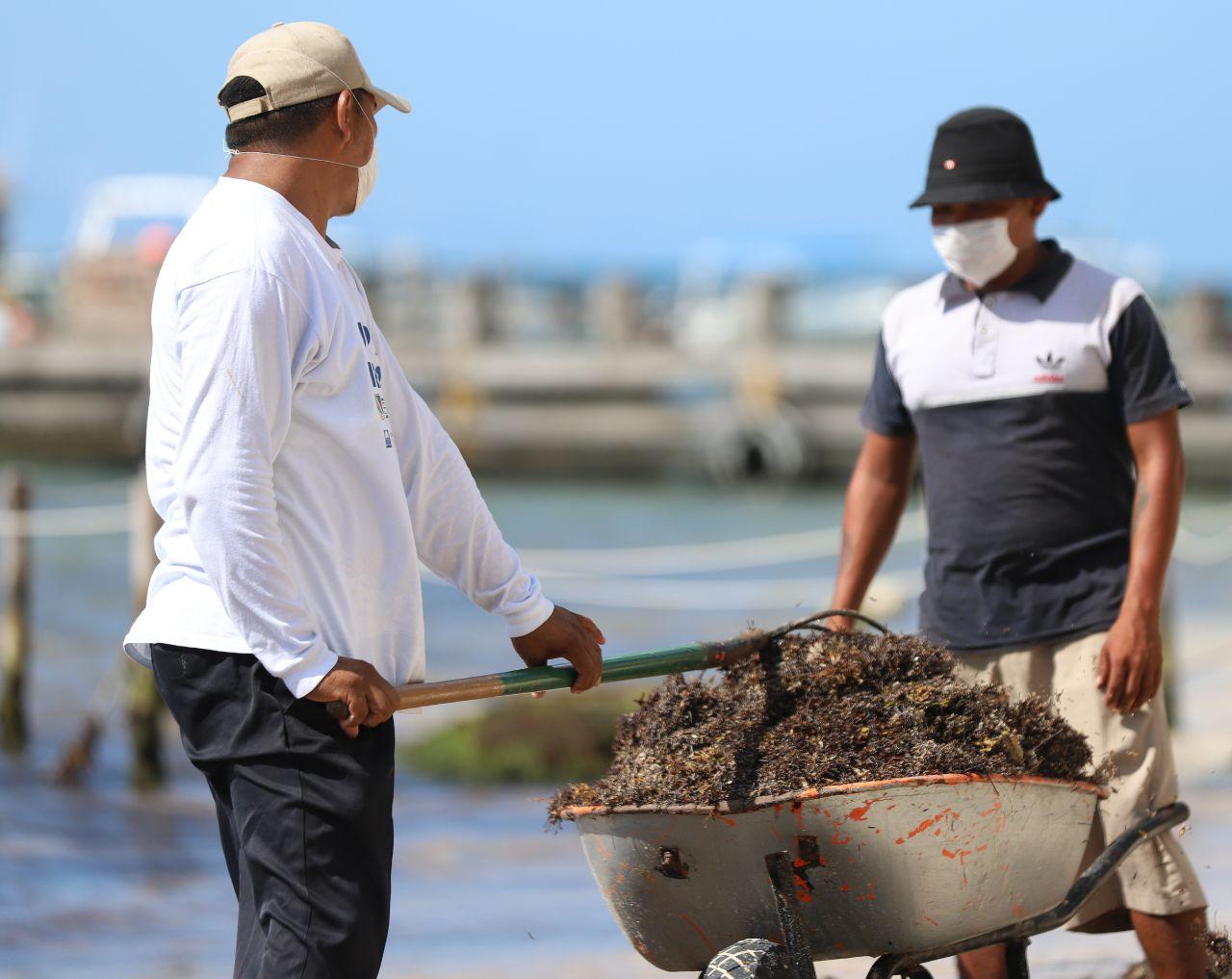Expertos proponen elaborar Norma Oficial emergente para el tratamiento del sargazo
